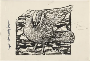 Möwe