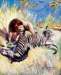 Ein Löwe jagt ein Zebra