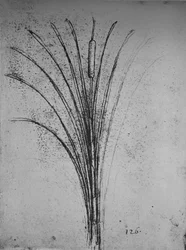 Eine Binsenpflanze, ca. 1480, 1945