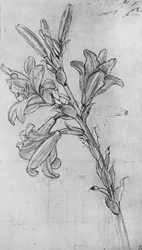 Eine Lilie, ca. 1480, 1945