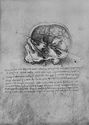 Anatomische Zeichnung eines Schädels nach links, ca. 1480, 1945