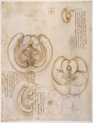 Anatomiestudien