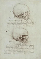 Anatomiestudien
