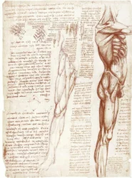 Anatomiestudien: Die Muskulatur des Rumpfes und der Beine