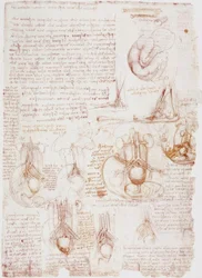 Anatomiestudien: Nabelschnur / Fötus...