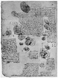 Diagramm des Blutwirbels im Herzen, spätes 15. oder frühes 16. Jahrhundert 1954