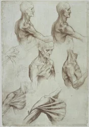 Leonardo / Hals- und Schultermuskulatur