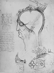 Abschnitte eines Männerkopfes, die die Anatomie des Auges zeigen, ca. 1480, 1945