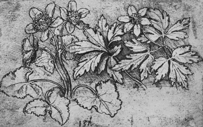 Skizze einer Pflanze, ca. 1480 1945