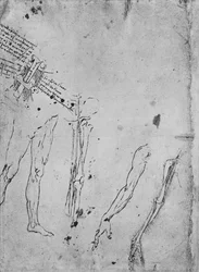 Studien von Beinen, von den Knochen und Sehnen eines Beins, eines Arms und von den Knochen und Sehnen eines Arms