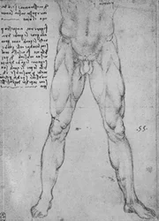 Studie der unteren Hälfte eines nackten Mannes, der nach vorne schaut, um 1480, 1945