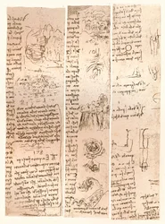 Drei Zeichnungen, um 1472-um 1519, 1883