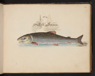 "Eine genaue natürliche Beschreibung und Darstellung der Wasservögel, Fische, Vierfüßler, Insekten und Würmer, die in den Gewässern von Straßburg vorkommen, die ich selbst geschossen und gehandhabt habe. Leonard Baldner, Fischer und Bürger in Straßburg"