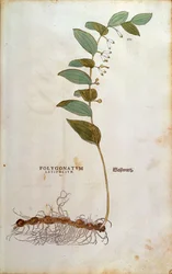 Breitblättriger Salomonssiegel (Polygonatum latifolium) von Leonhart Fuchs aus De historia stirpium commentarii insignes (Bemerkenswerte Kommentare zur Geschichte der Pflanzen), kolorierte Gravur