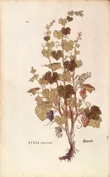 Weinrebe (Vitis vinifera) aus De historia stirpium commentarii insignes (Bemerkenswerte Kommentare zur Geschichte der Pflanzen), kolorierter Stich