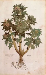 Bilsenkraut von Leonhart Fuchs aus De historia stirpium commentarii insignes, kolorierte Gravur