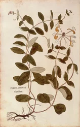 Geißblatt (Lonicera periclymenum) aus De historia stirpium commentarii insignes (Bemerkenswerte Kommentare zur Geschichte der Pflanzen), kolorierter Stich