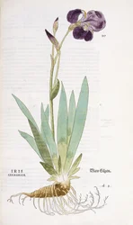 Iris Germanica, 1542