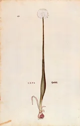 Zwiebel (Allium cepa) von Leonhart Fuchs aus De historia stirpium commentarii insignes, kolorierter Stich