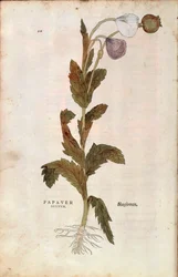 Schlafmohn von Leonhart Fuchs aus De historia stirpium commentarii insignes, kolorierte Gravur
