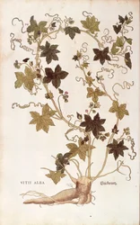 Rote Zaunrübe - Bryonia dioica (Vitis alba) aus De historia stirpium commentarii insignes (Bemerkenswerte Kommentare zur Geschichte der Pflanzen), kolorierter Stich