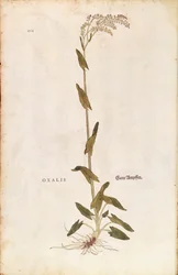 Wiesen-Sauerampfer oder Spinat-Ampfer - Rumex acetosa (Oxalis), aus Leonhart Fuchs