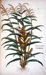 Der Mais - in „De Historia Stirpium commentarii insignia“ von Leonhart Fuchs