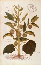 Stechapfel - Datura stramonium von Leonhart Fuchs aus De historia stirpium commentarii insignes, kolorierte Gravur