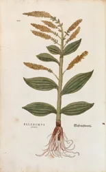 Weiße Nieswurz - Veratrum album von Leonhart Fuchs aus De historia stirpium commentarii insignes, kolorierte Gravur