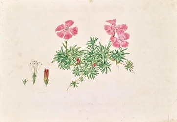 Alpen-Nelke (Dianthus alpinus)