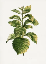 Gewöhnlicher Weißdorn Blatt Illustration