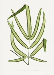 Pteris Cretica Blatt Illustration