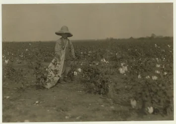 Der 5-jährige Willie Hesse pflückt 15 Pfund Baumwolle pro Tag auf der 80 Hektar großen Farm seiner Eltern in der Nähe von West, Texas, 1913