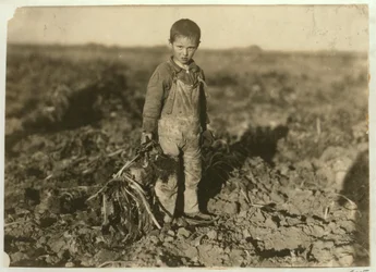 Die 6-jährige Jo zieht Zuckerrüben auf einer Farm bei Sterling, Colorado, 1915