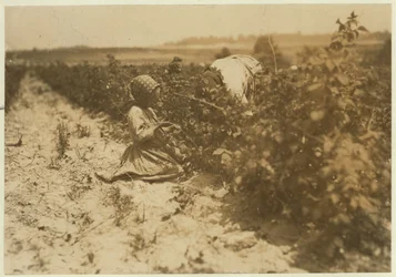 Ein sechsjähriges polnisches Mädchen, das den ganzen Tag mit ihrer Familie Beeren pflückt (Scholtz) in Rock Creek bei Baltimore, Maryland, 1909