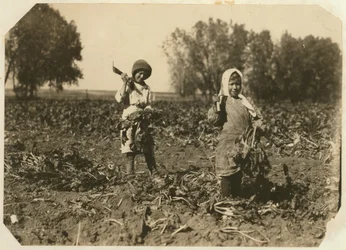 Amelia und Mary Luft, 9 und 12, schneiden Zuckerrüben auf einer Farm in der Nähe von Sterling, Colorado, 1915