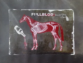 Vollblut-Pferdeskelett