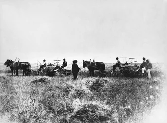 Heuernte auf den Feldern von Policoro, Bauern mit Pferden und Wagen, Basilikata, frühes 20. Jahrhundert, Italien