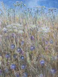 Kornblume 1