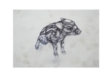 Kleines Schwein, 2015
