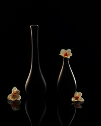 Elegante Orchideenreflexionen