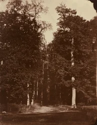 Wald bei Saint-Cloud