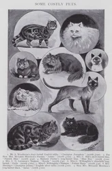 Einige kostspielige Haustiere (Lithografie)