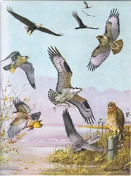 Weißkopfseeadler, Schildkrötengeier, Östlicher Rotschwanzbussard, Wanderfalke, Amerikanischer Fischadler, Sumpfbussard