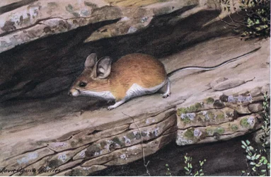 Großohrige Pinion-Maus repräsentiert den Weißfuß-Clan in den zerklüfteten Canyons des Südwestens