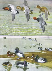 Illustration aus Die Naturgeschichte der amerikanischen Vögel von Ost- und Zentral-Nordamerika, veröffentlicht von Bramhall House, ca. 1970