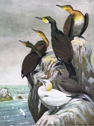 Illustration aus Die Naturgeschichte der amerikanischen Vögel von Ost- und Zentral-Nordamerika, veröffentlicht von Bramhall House, ca. 1970