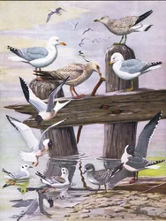 Illustration aus Die Naturgeschichte der amerikanischen Vögel von Ost- und Zentral-Nordamerika, veröffentlicht von Bramhall House, ca. 1970