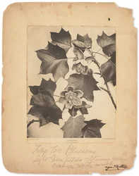 Tiffany Studios, ca. 1898-1920