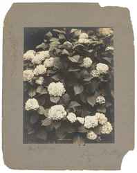 Tiffany Studios, ca. 1898-1920